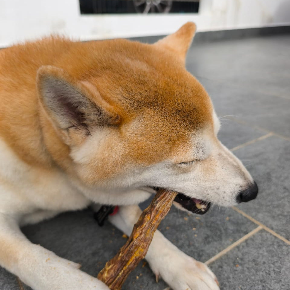 A Shiba Inu dog chewing on a WagglyCove Air Dried Duck Neck on a gray tiled floor.